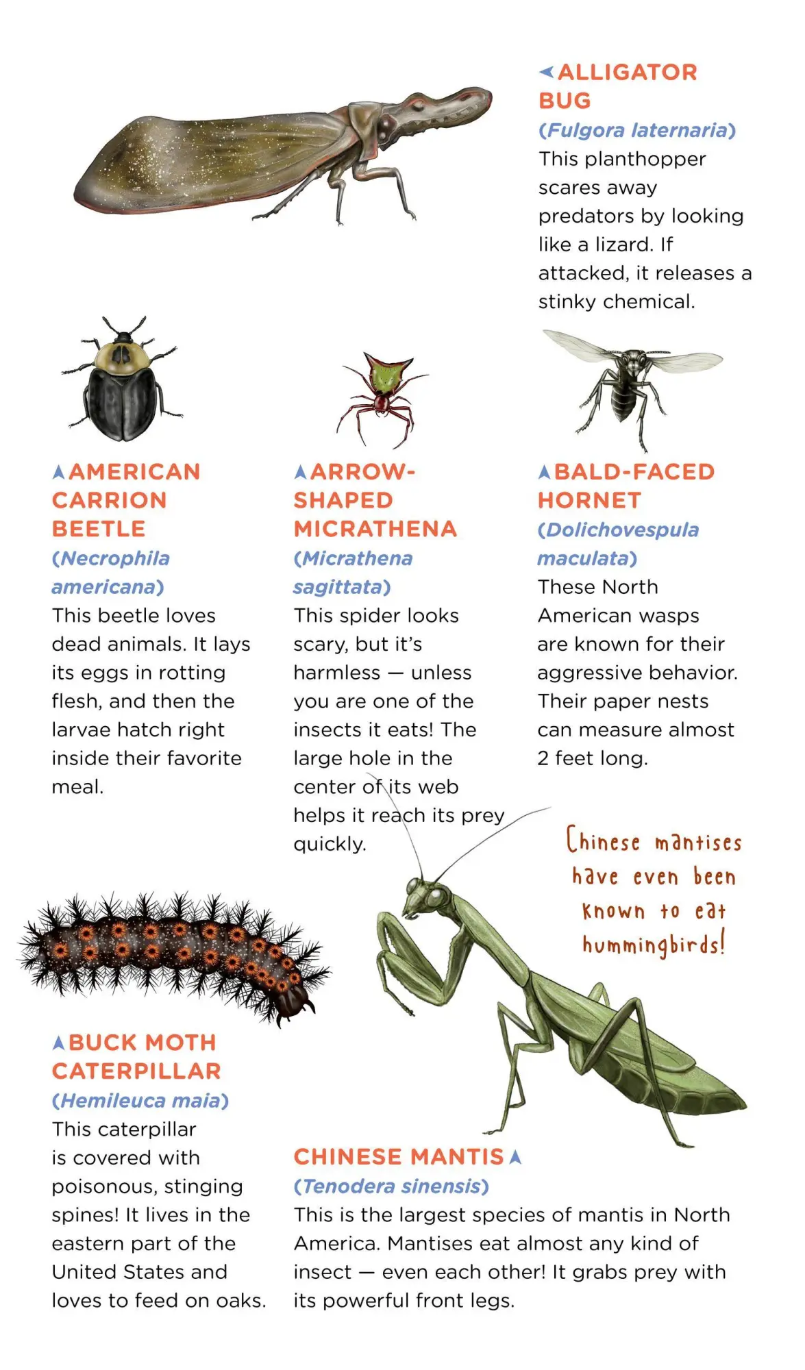 Bild: 9781635861969 | Creepy, Crawly Tattoo Bugs | 60 Temporary Tattoos That Teach | Roehrig