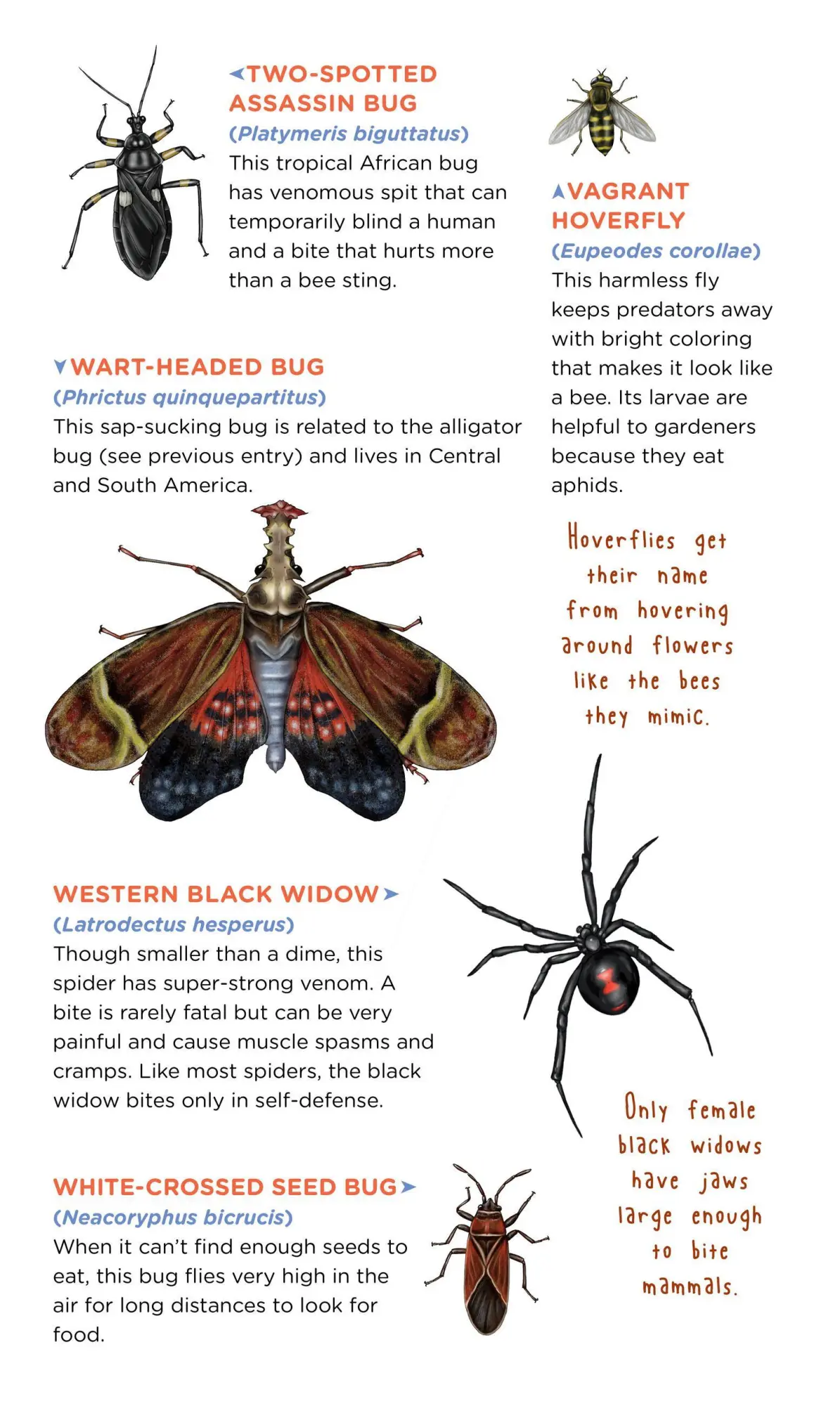 Bild: 9781635861969 | Creepy, Crawly Tattoo Bugs | 60 Temporary Tattoos That Teach | Roehrig