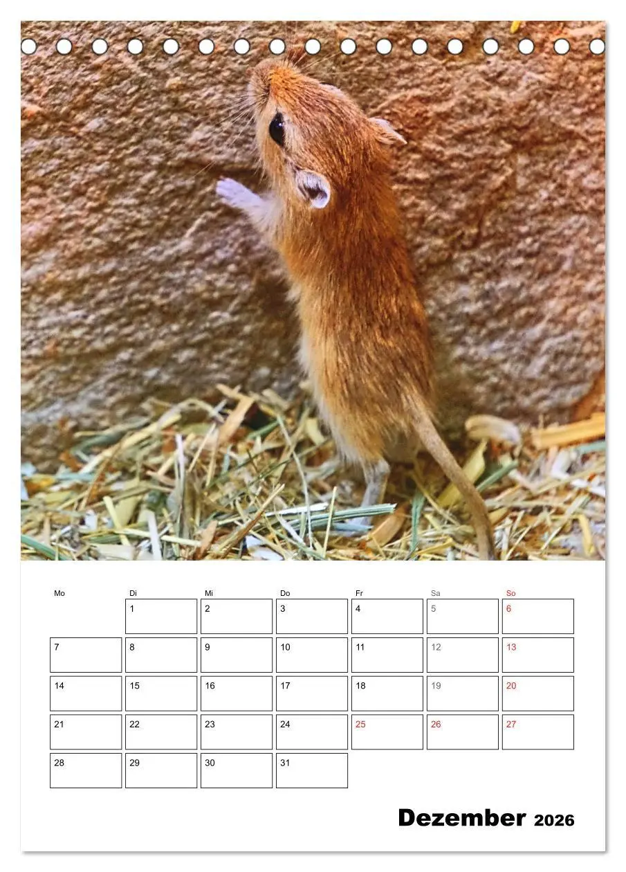 Bild: 9783516372069 | Mongolische Rennmäuse (Tischkalender 2026 DIN A5 hoch), CALVENDO...