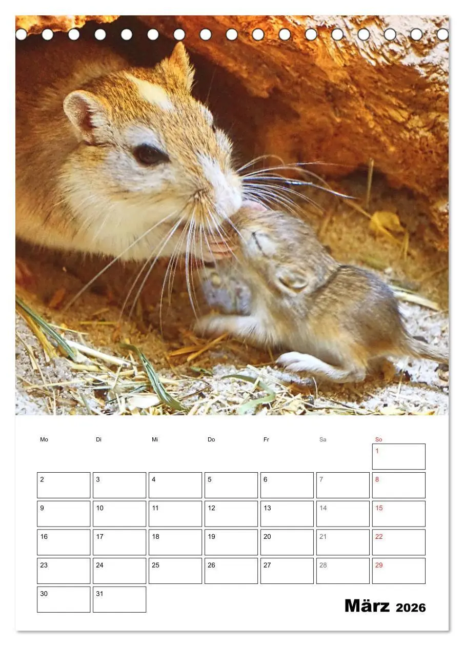 Bild: 9783516372069 | Mongolische Rennmäuse (Tischkalender 2026 DIN A5 hoch), CALVENDO...