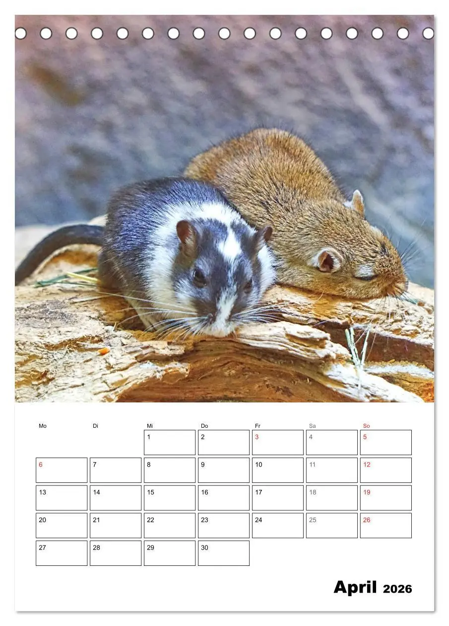 Bild: 9783516372069 | Mongolische Rennmäuse (Tischkalender 2026 DIN A5 hoch), CALVENDO...