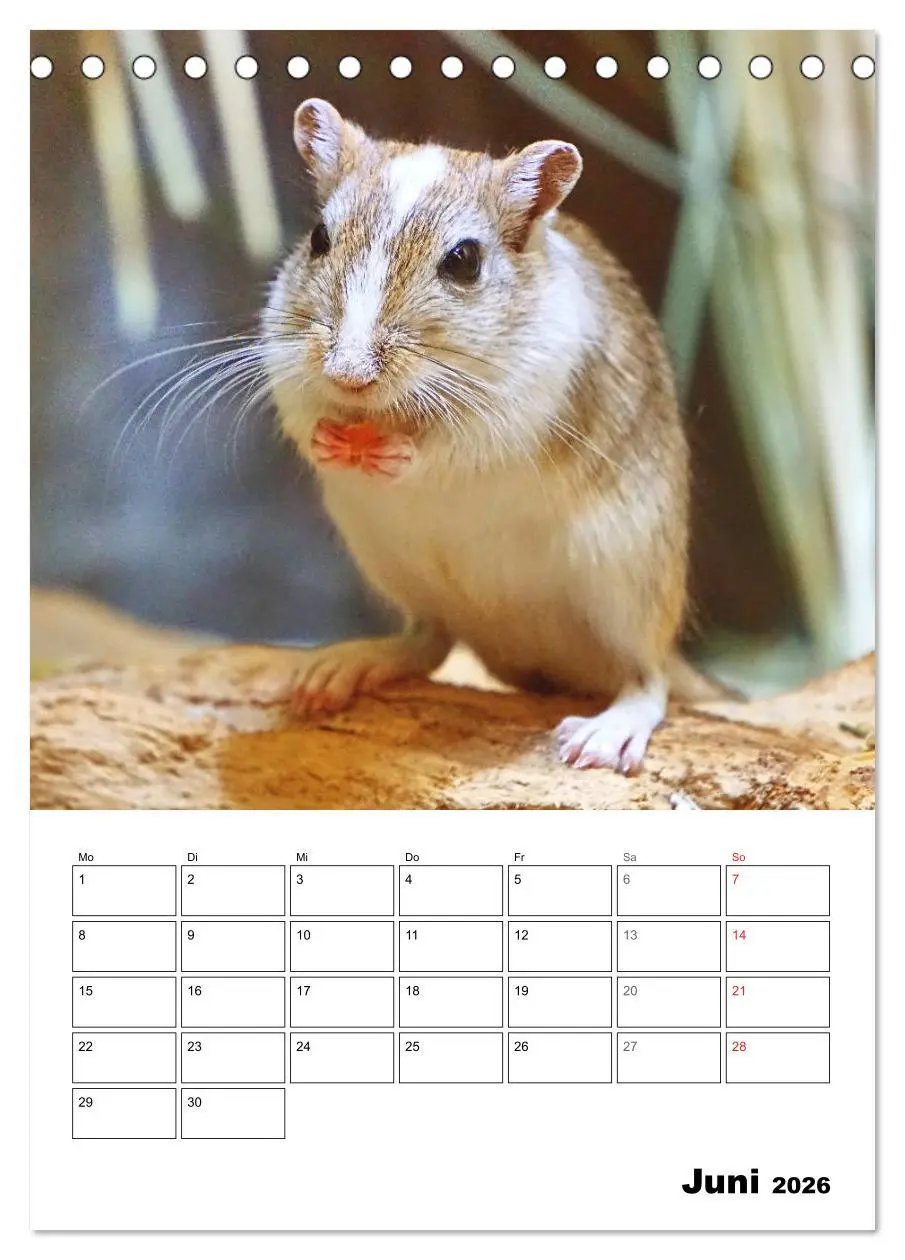 Bild: 9783516372069 | Mongolische Rennmäuse (Tischkalender 2026 DIN A5 hoch), CALVENDO...