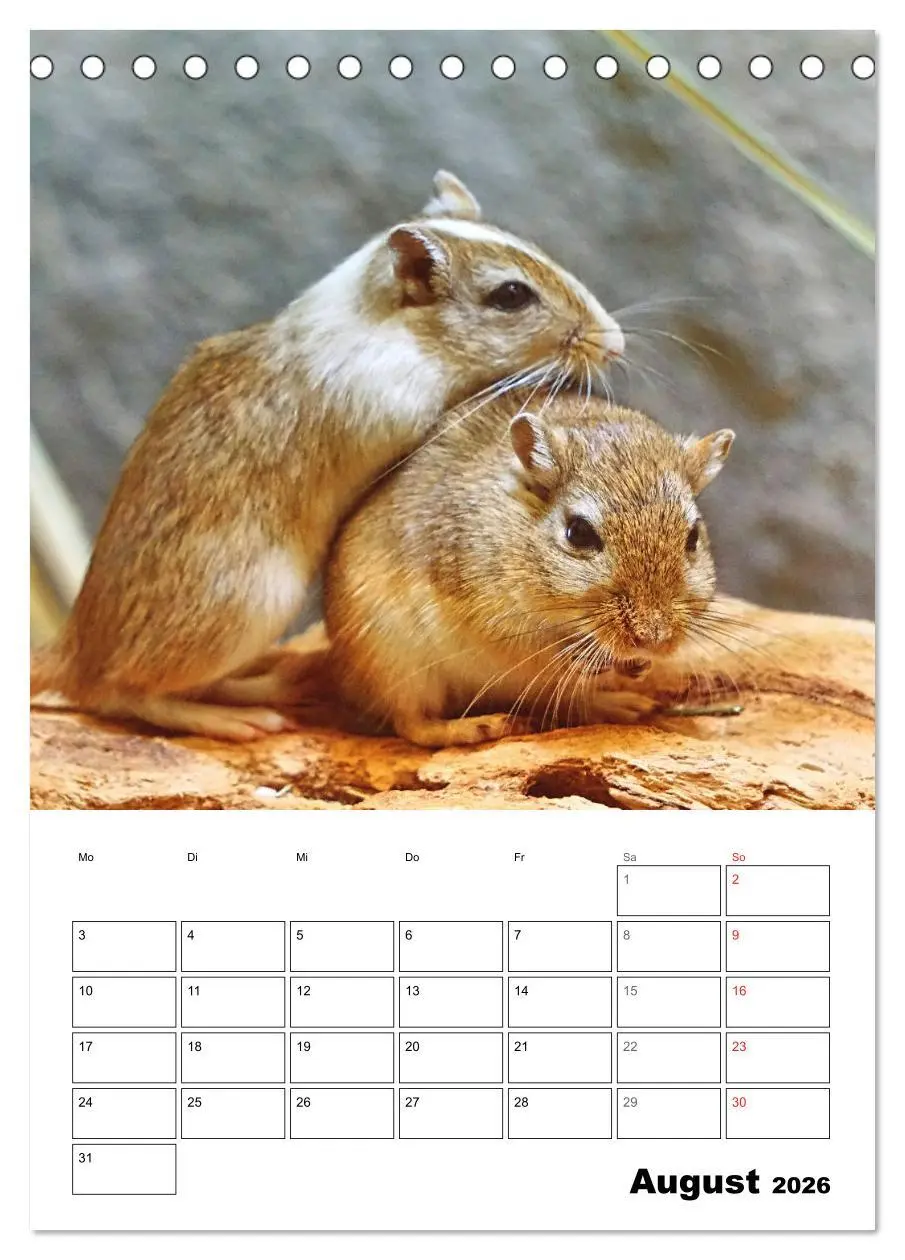 Bild: 9783516372069 | Mongolische Rennmäuse (Tischkalender 2026 DIN A5 hoch), CALVENDO...