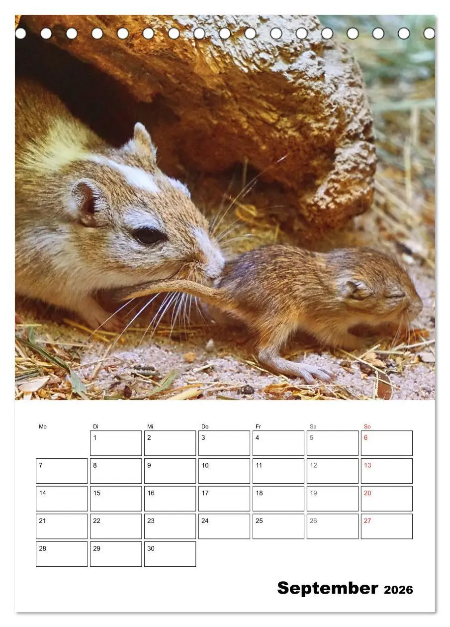 Bild: 9783516372069 | Mongolische Rennmäuse (Tischkalender 2026 DIN A5 hoch), CALVENDO...