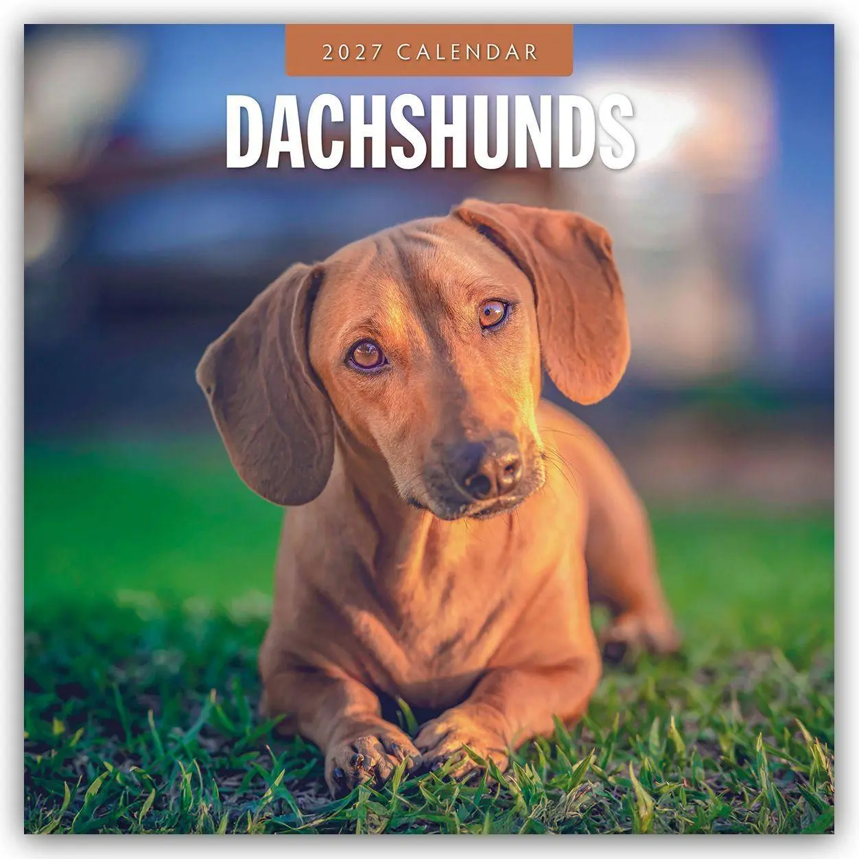 Cover: 9781837012169 | Dachshunds - Dackel - Dachshunde 2027 - 16-Monatskalender | Robin Red