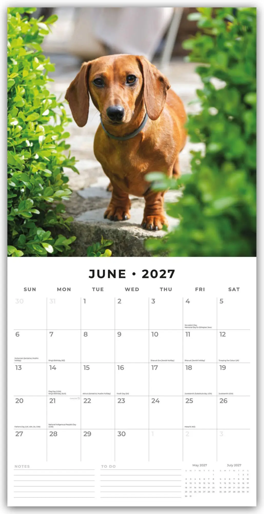 Bild: 9781837012169 | Dachshunds - Dackel - Dachshunde 2027 - 16-Monatskalender | Robin Red