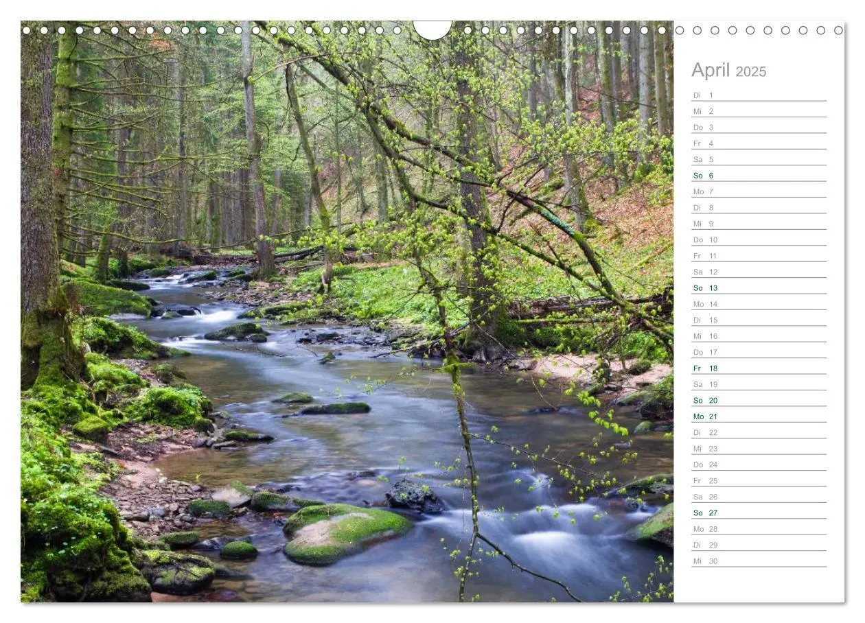 Bild: 9783435542369 | Im Deutschen Wald 2025 - ein Notizkalender (Wandkalender 2025 DIN...