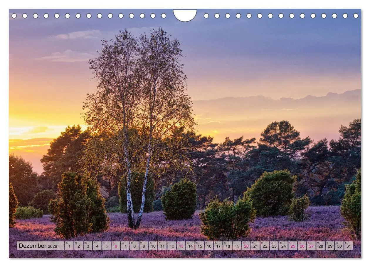 Bild: 9783457312469 | Lüneburger Südheide (Wandkalender 2026 DIN A4 quer), CALVENDO...