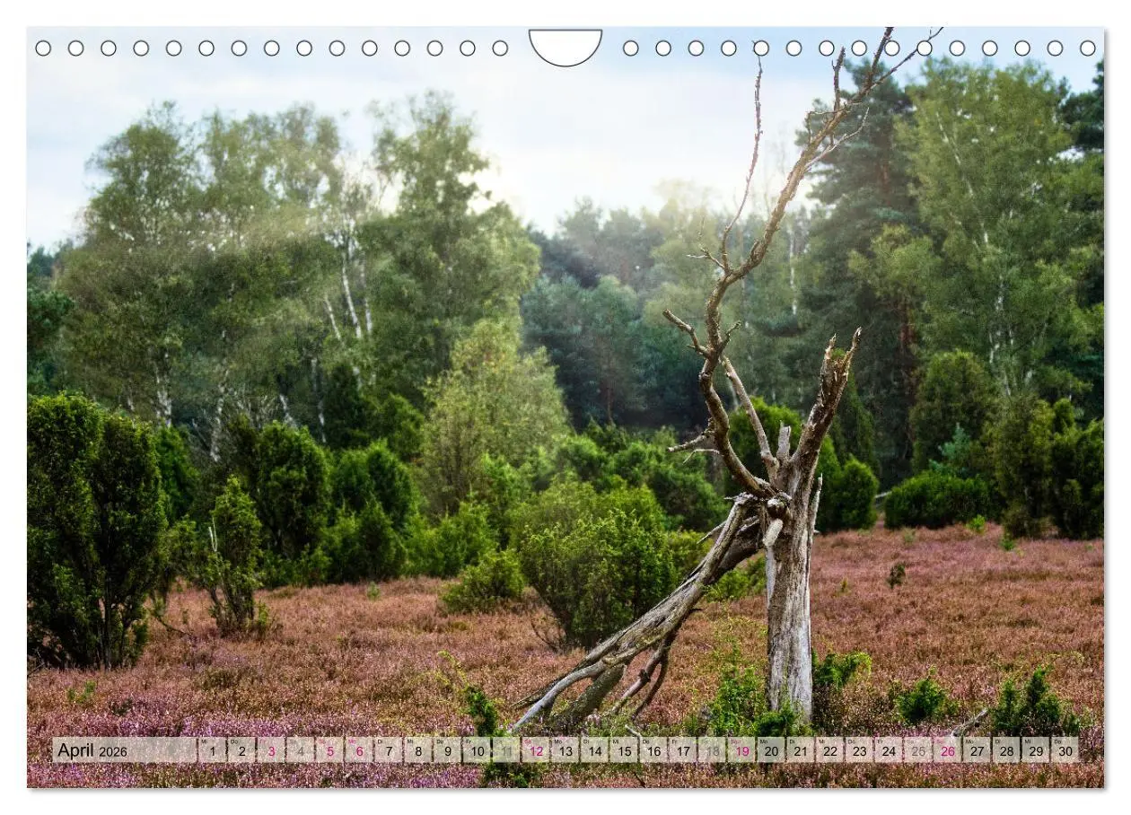 Bild: 9783457312469 | Lüneburger Südheide (Wandkalender 2026 DIN A4 quer), CALVENDO...