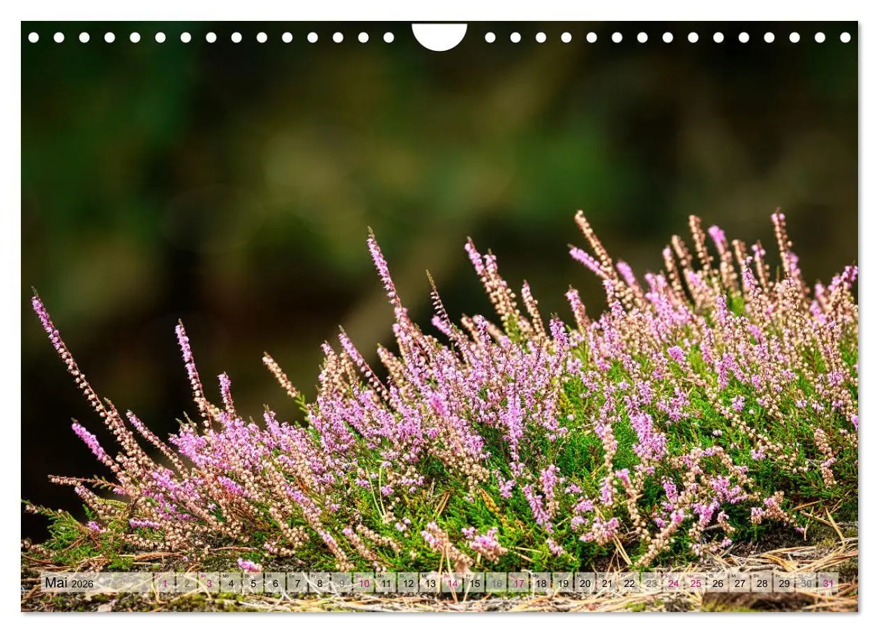 Bild: 9783457312469 | Lüneburger Südheide (Wandkalender 2026 DIN A4 quer), CALVENDO...