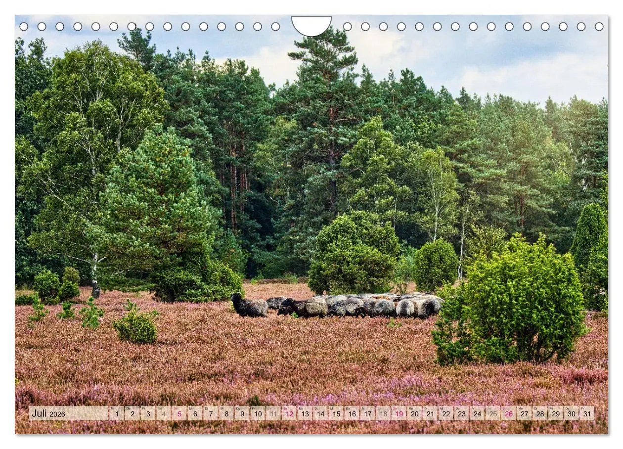 Bild: 9783457312469 | Lüneburger Südheide (Wandkalender 2026 DIN A4 quer), CALVENDO...