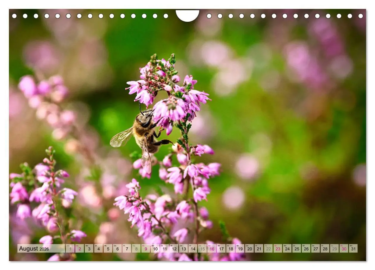 Bild: 9783457312469 | Lüneburger Südheide (Wandkalender 2026 DIN A4 quer), CALVENDO...