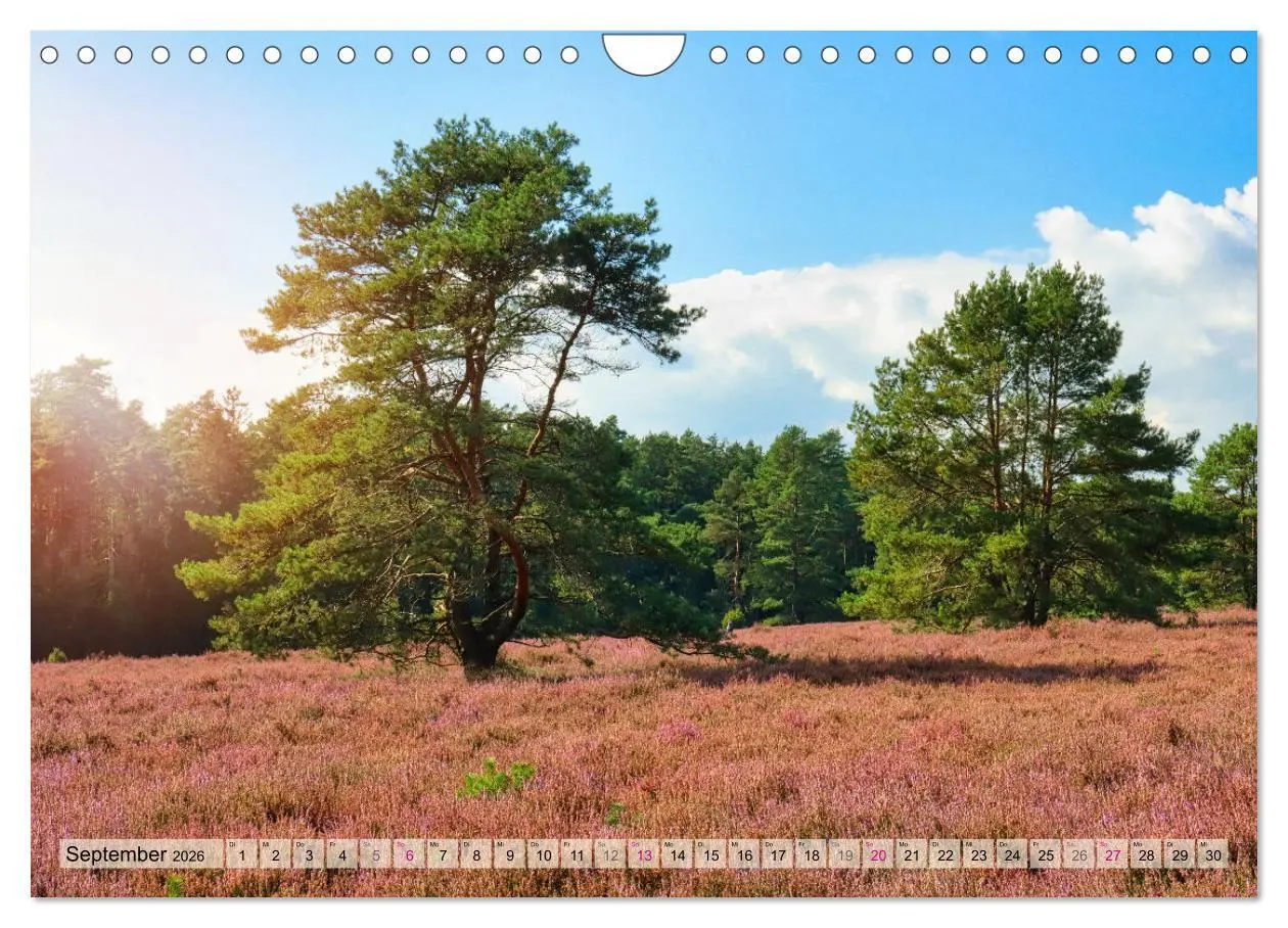 Bild: 9783457312469 | Lüneburger Südheide (Wandkalender 2026 DIN A4 quer), CALVENDO...