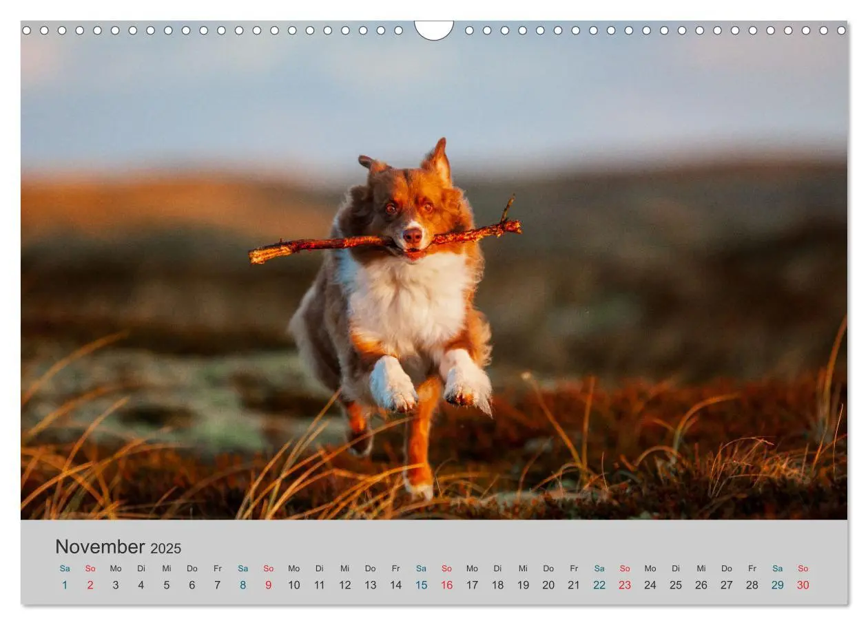 Bild: 9783435762569 | Mit Aussies unterwegs - Die bunte Welt der Australian Shepherds...