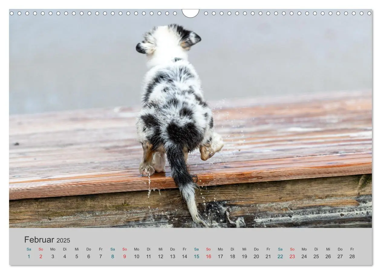 Bild: 9783435762569 | Mit Aussies unterwegs - Die bunte Welt der Australian Shepherds...