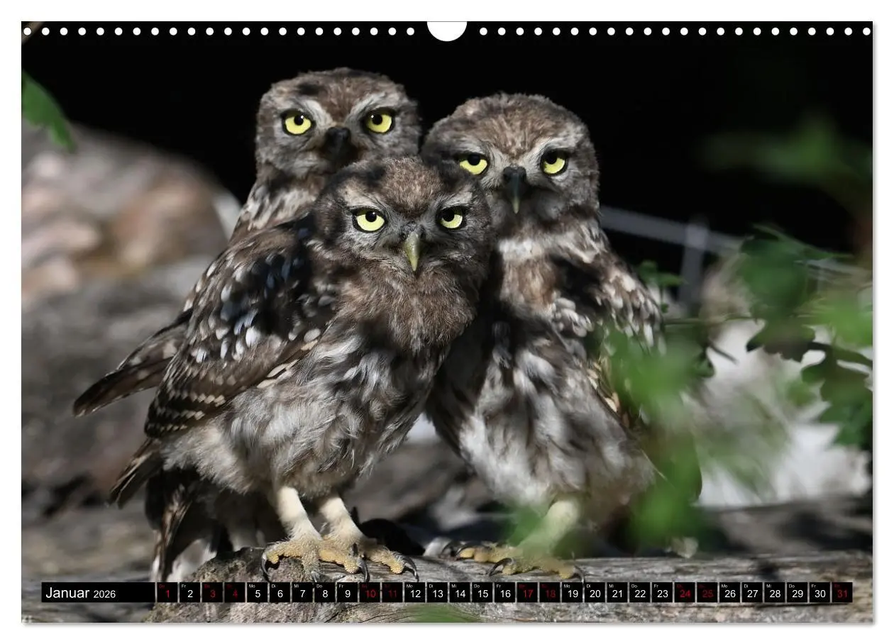 Bild: 9783457612569 | Faszination Steinkauz (Wandkalender 2026 DIN A3 quer), CALVENDO...