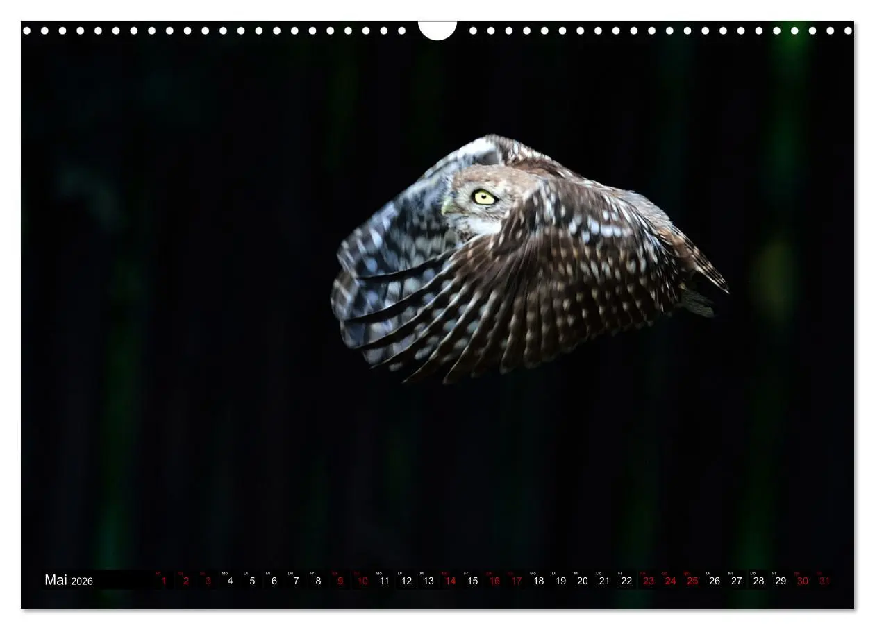 Bild: 9783457612569 | Faszination Steinkauz (Wandkalender 2026 DIN A3 quer), CALVENDO...