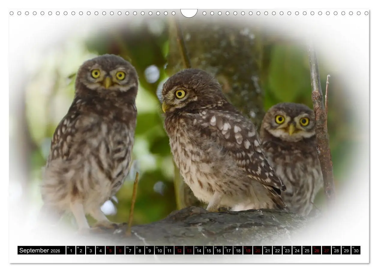 Bild: 9783457612569 | Faszination Steinkauz (Wandkalender 2026 DIN A3 quer), CALVENDO...