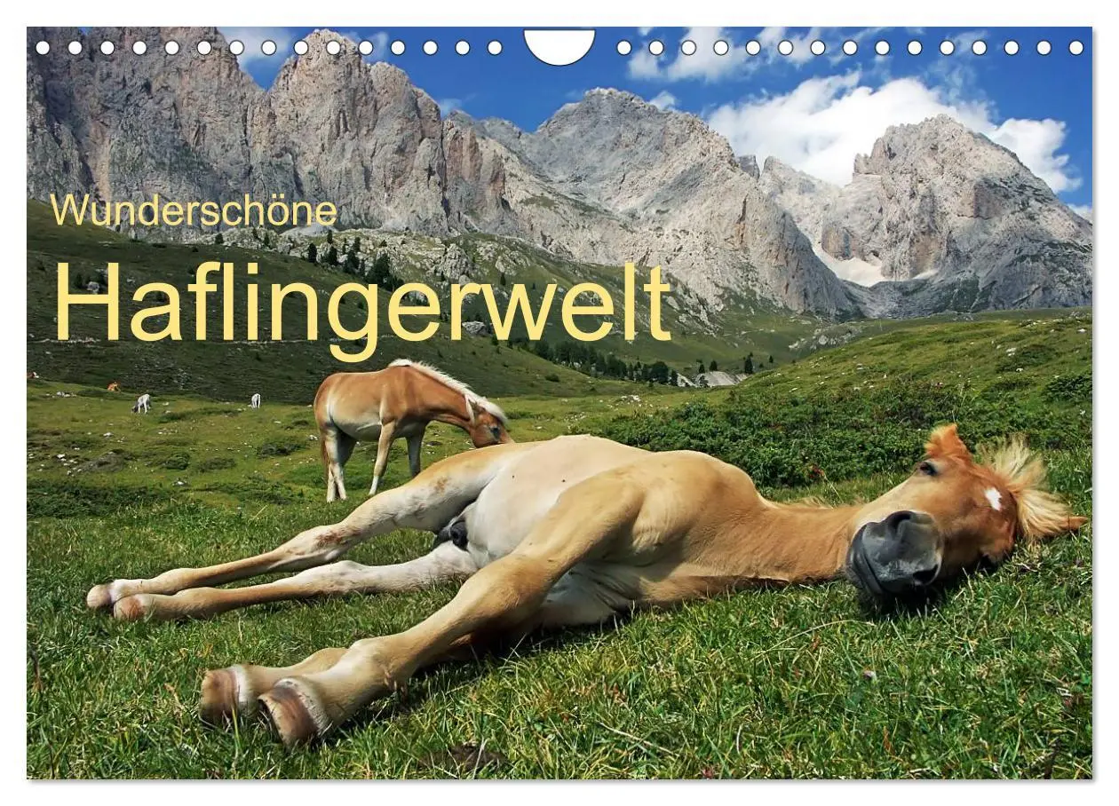 Cover: 9783516023169 | Wunderschöne Haflingerwelt (Wandkalender 2026 DIN A4 quer),...