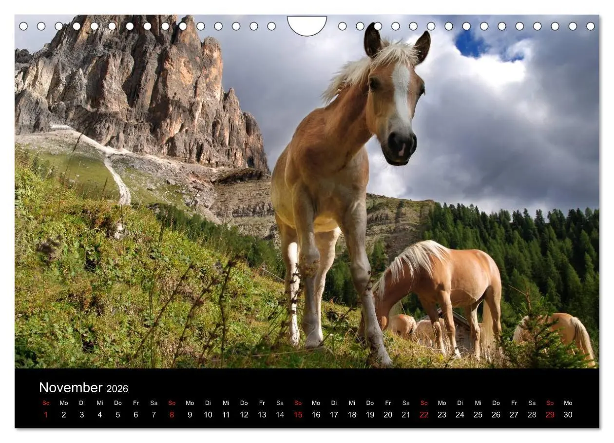 Bild: 9783516023169 | Wunderschöne Haflingerwelt (Wandkalender 2026 DIN A4 quer),...