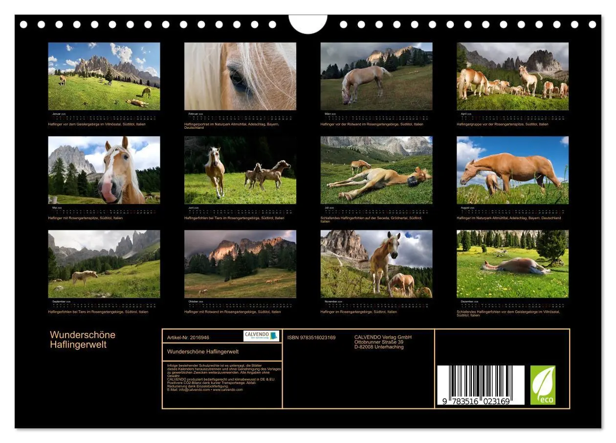 Bild: 9783516023169 | Wunderschöne Haflingerwelt (Wandkalender 2026 DIN A4 quer),...