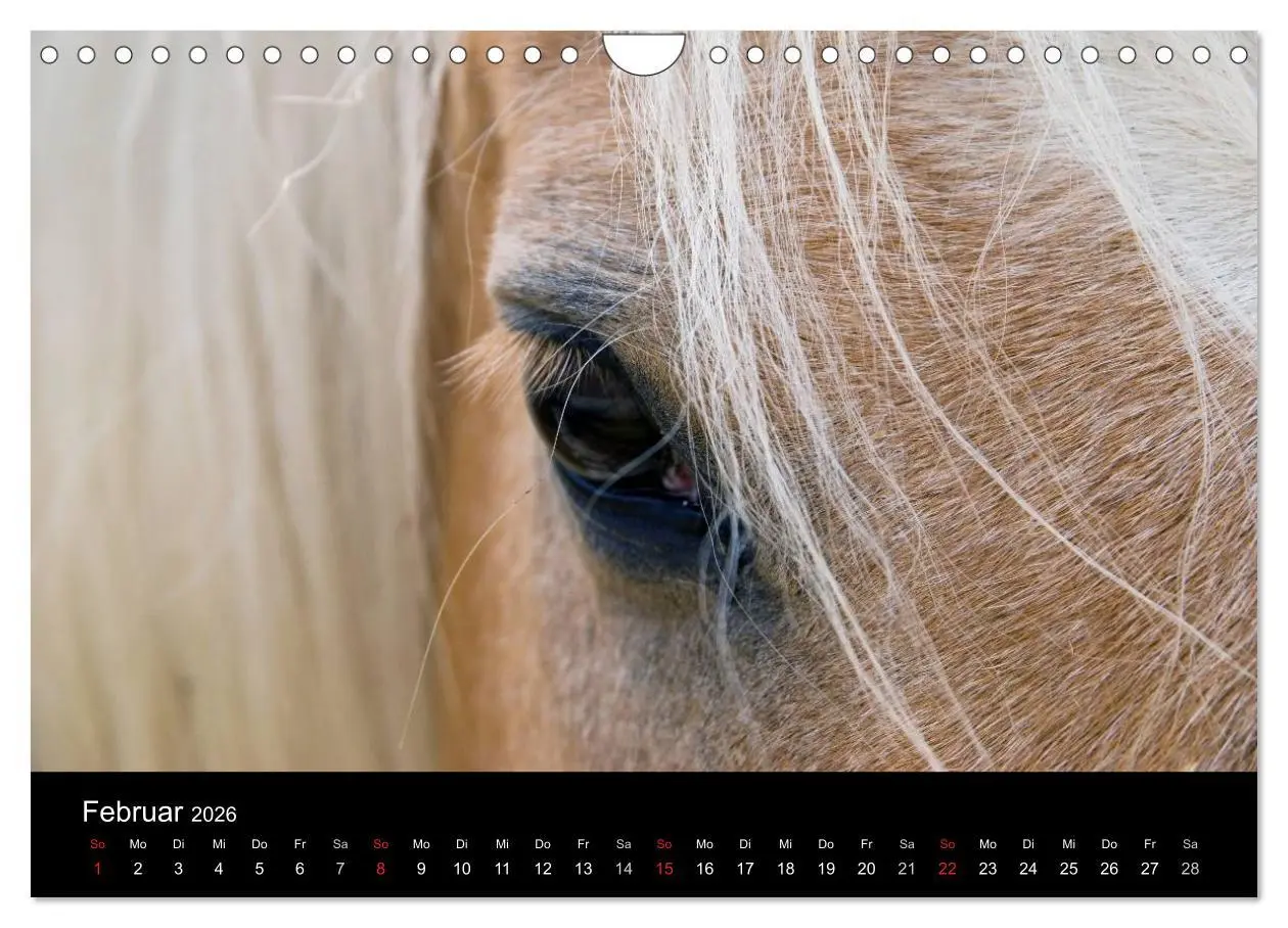 Bild: 9783516023169 | Wunderschöne Haflingerwelt (Wandkalender 2026 DIN A4 quer),...