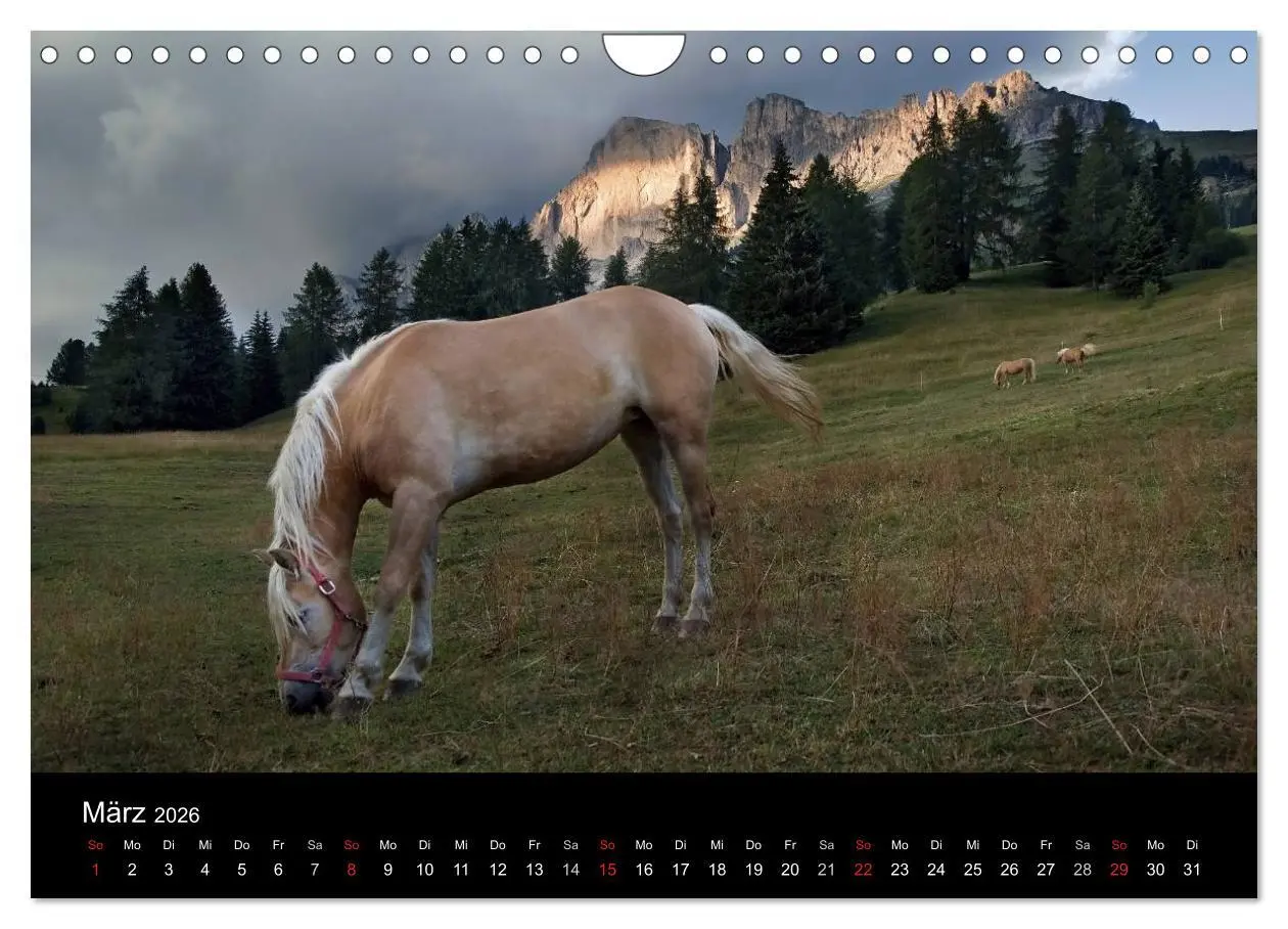 Bild: 9783516023169 | Wunderschöne Haflingerwelt (Wandkalender 2026 DIN A4 quer),...