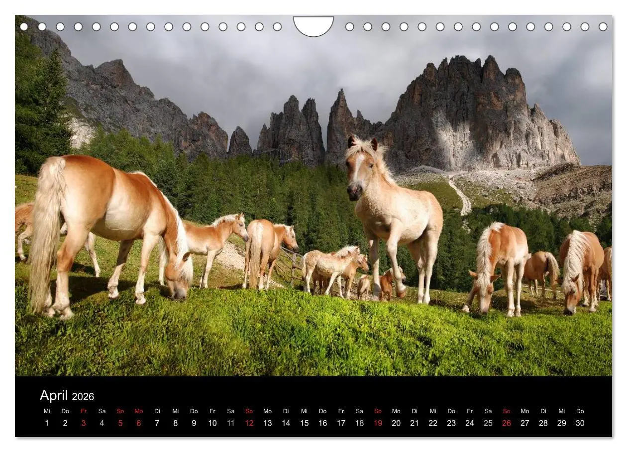 Bild: 9783516023169 | Wunderschöne Haflingerwelt (Wandkalender 2026 DIN A4 quer),...