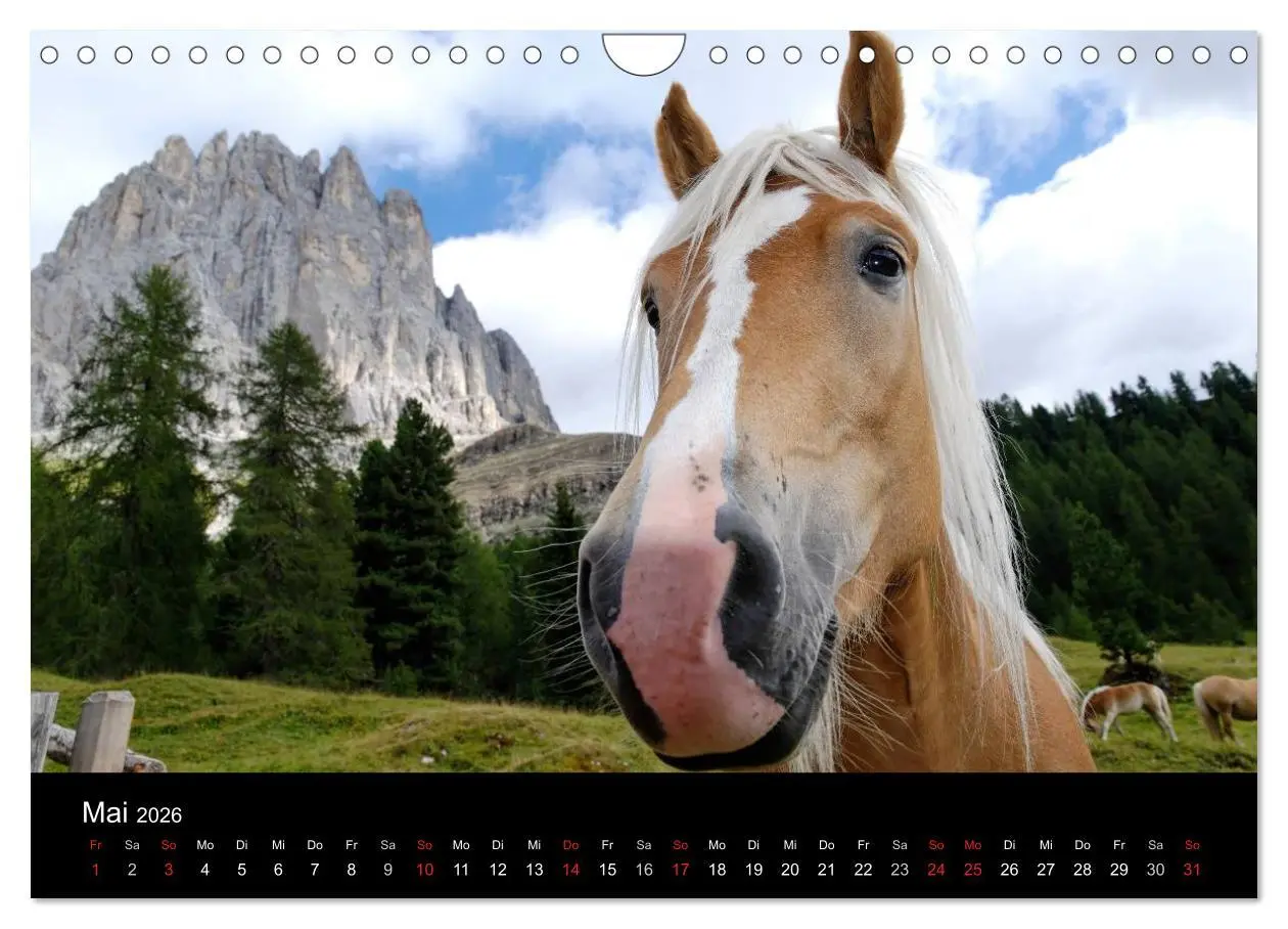 Bild: 9783516023169 | Wunderschöne Haflingerwelt (Wandkalender 2026 DIN A4 quer),...