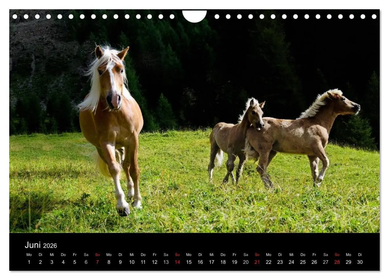 Bild: 9783516023169 | Wunderschöne Haflingerwelt (Wandkalender 2026 DIN A4 quer),...