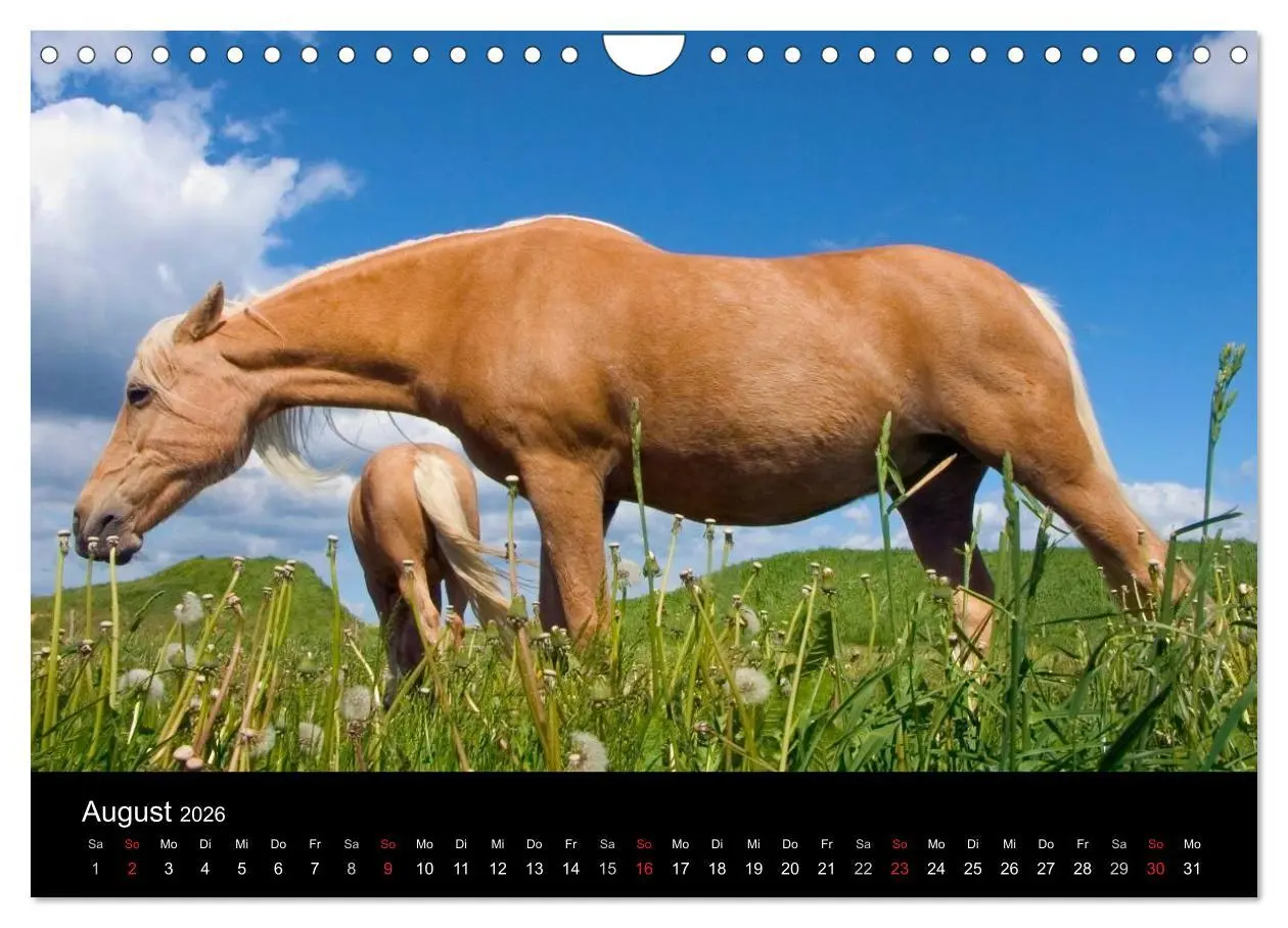 Bild: 9783516023169 | Wunderschöne Haflingerwelt (Wandkalender 2026 DIN A4 quer),...