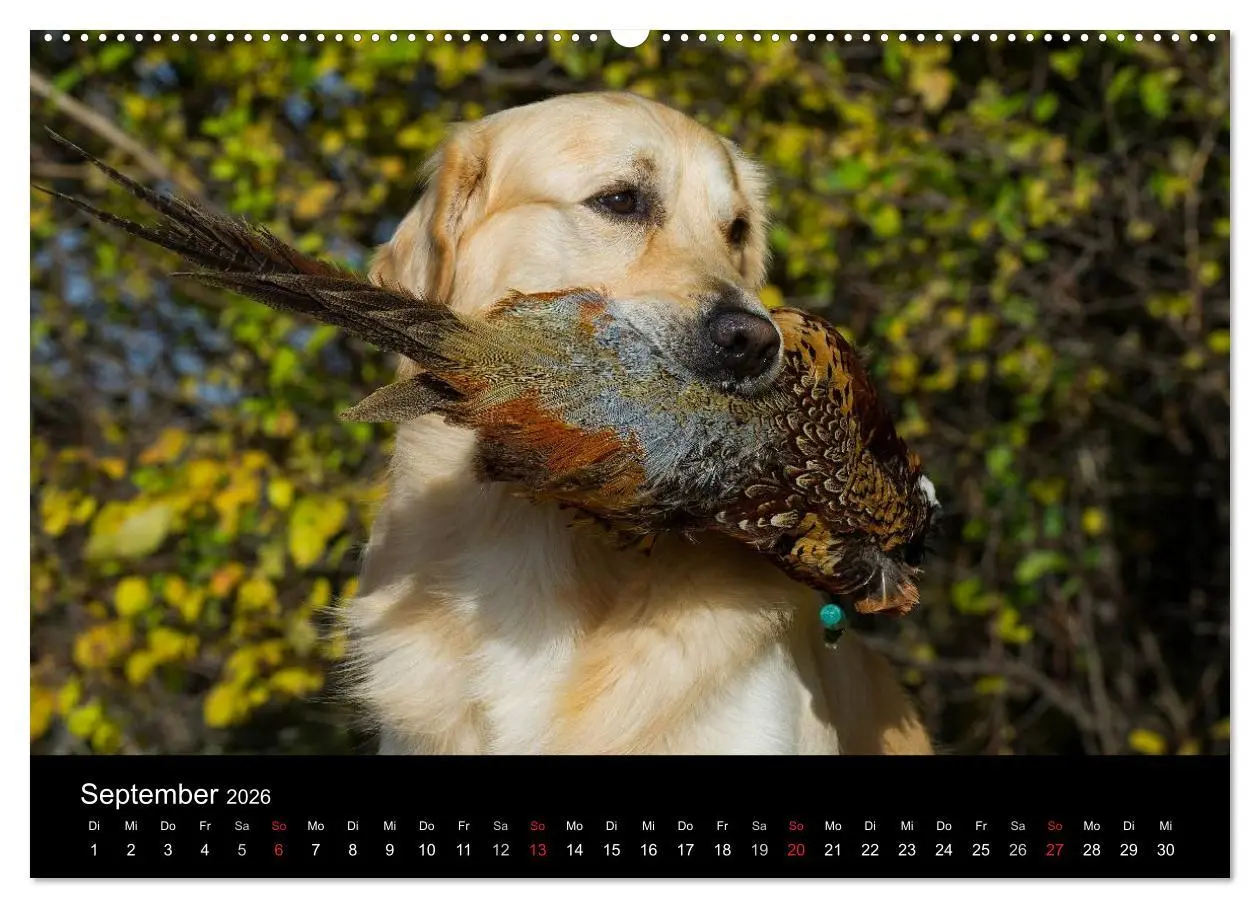 Bild: 9783516193169 | Golden Retriever - Ein Herz auf 4 Pfoten (Wandkalender 2026 DIN A2...