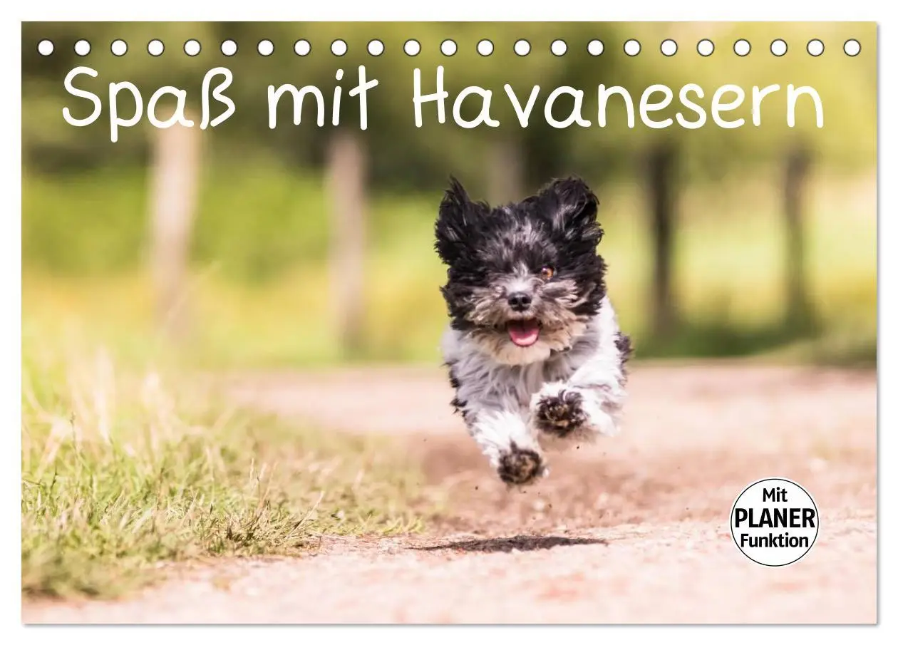 Cover: 9783516013269 | Spaß mit Havanesern (Tischkalender 2026 DIN A5 quer), CALVENDO...