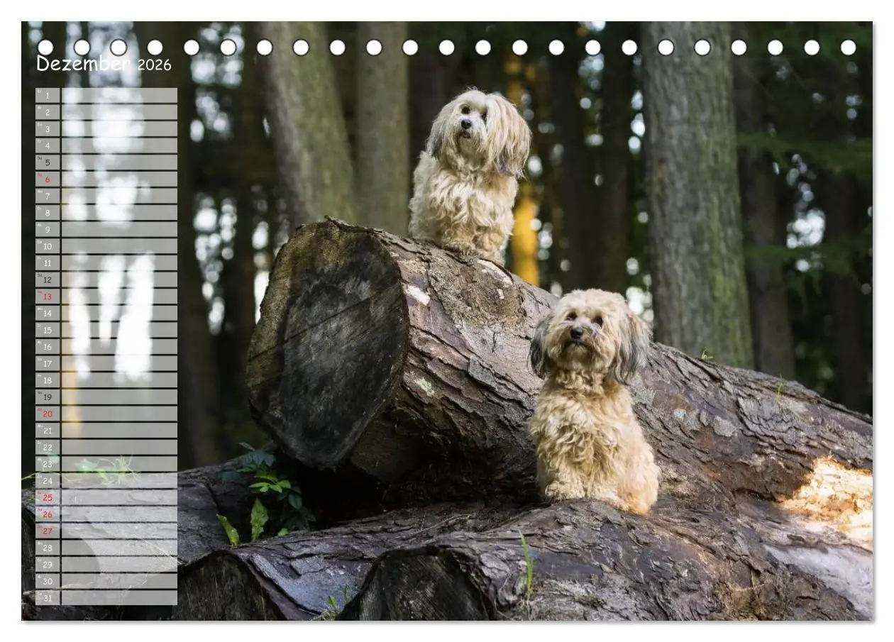 Bild: 9783516013269 | Spaß mit Havanesern (Tischkalender 2026 DIN A5 quer), CALVENDO...