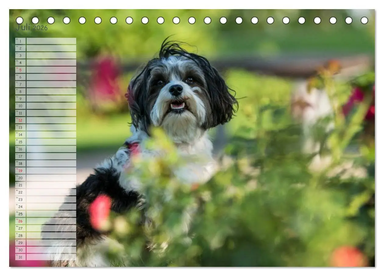 Bild: 9783516013269 | Spaß mit Havanesern (Tischkalender 2026 DIN A5 quer), CALVENDO...