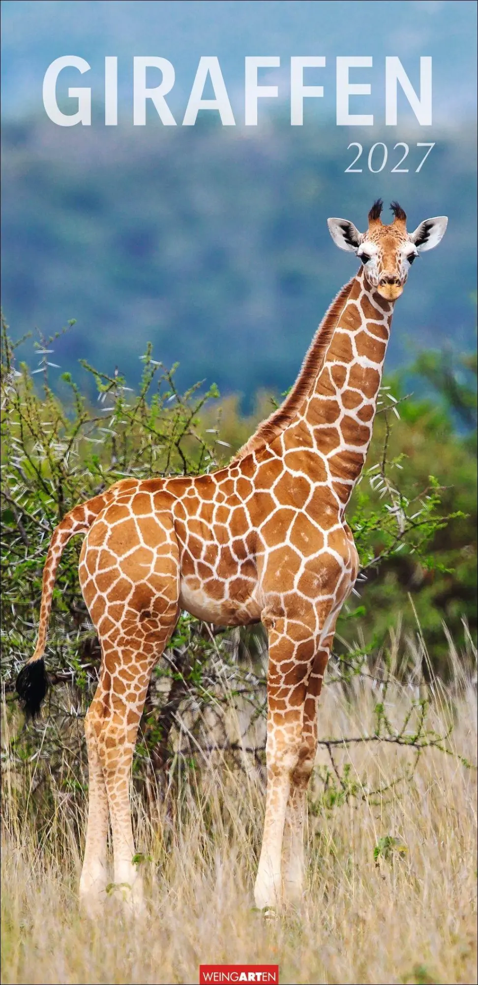 Cover: 9783839903469 | Giraffen Kalender 2027 | Kalender | Tierkalender Weingarten | 14 S.