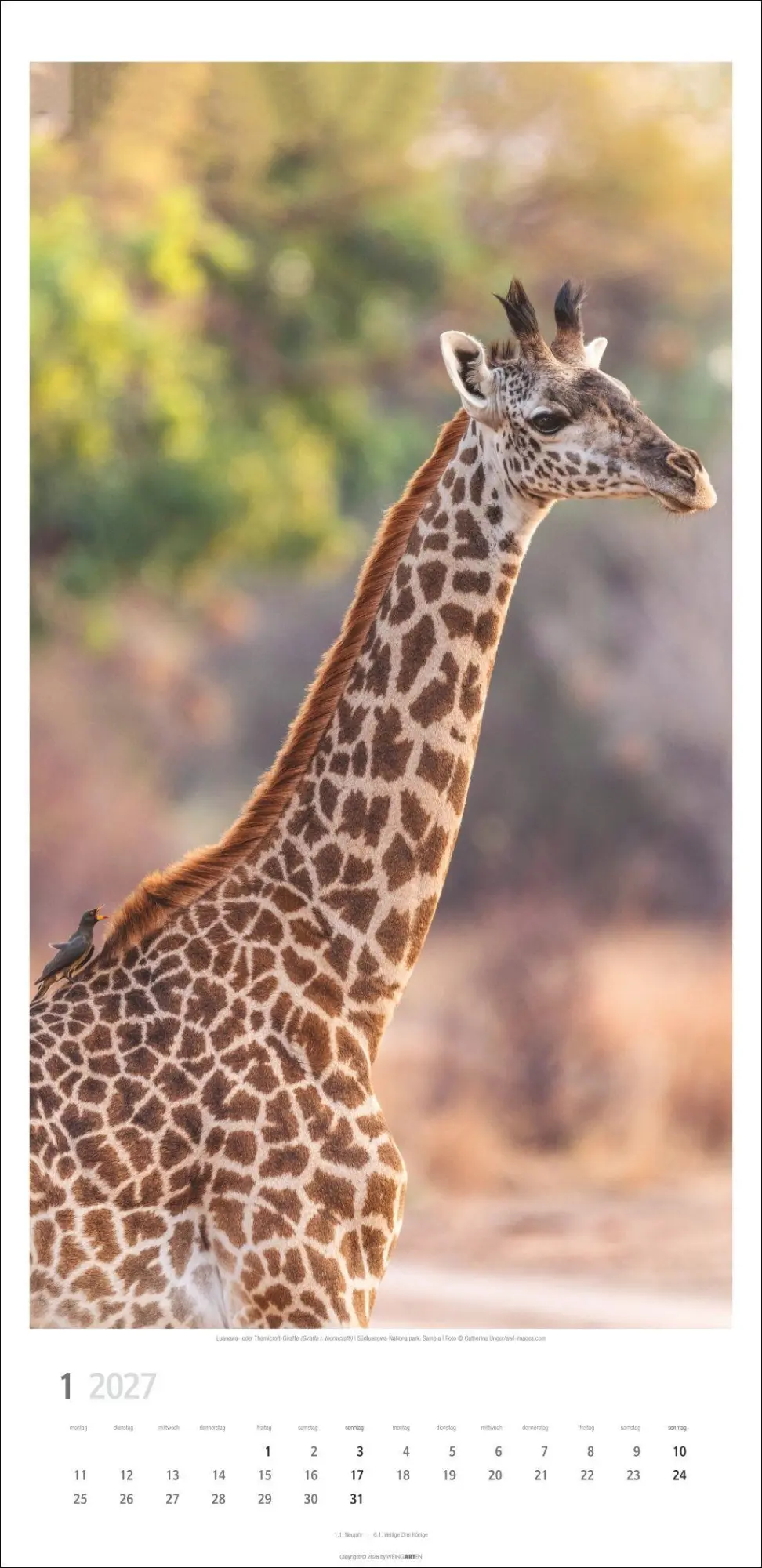 Bild: 9783839903469 | Giraffen Kalender 2027 | Kalender | Tierkalender Weingarten | 14 S.