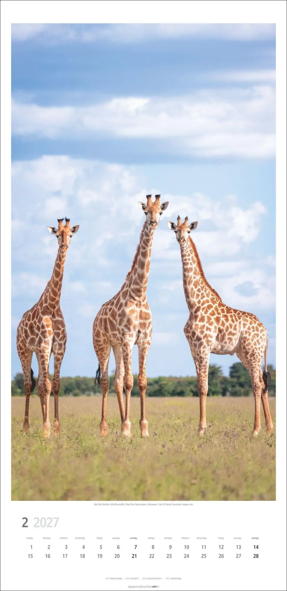 Bild: 9783839903469 | Giraffen Kalender 2027 | Kalender | Tierkalender Weingarten | 14 S.