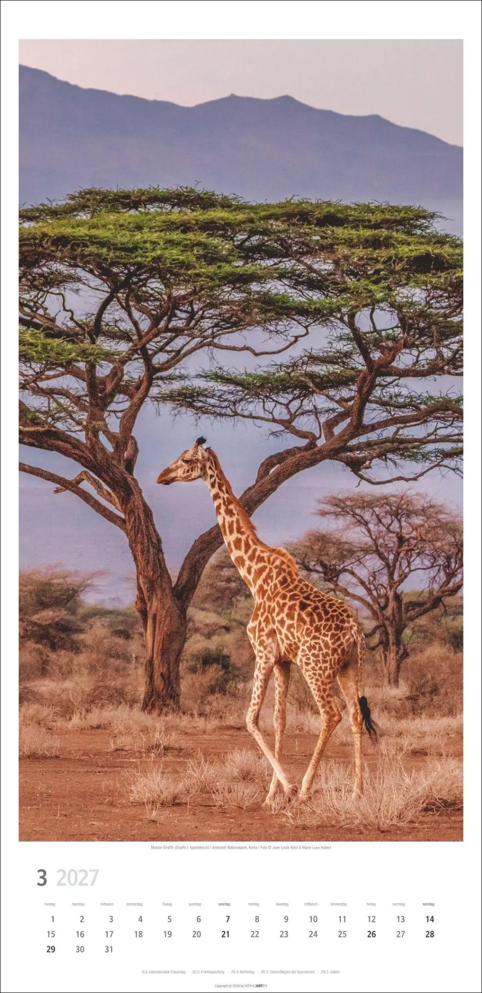 Bild: 9783839903469 | Giraffen Kalender 2027 | Kalender | Tierkalender Weingarten | 14 S.