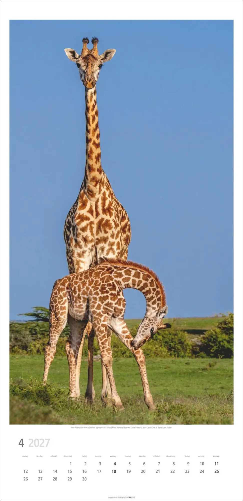 Bild: 9783839903469 | Giraffen Kalender 2027 | Kalender | Tierkalender Weingarten | 14 S.
