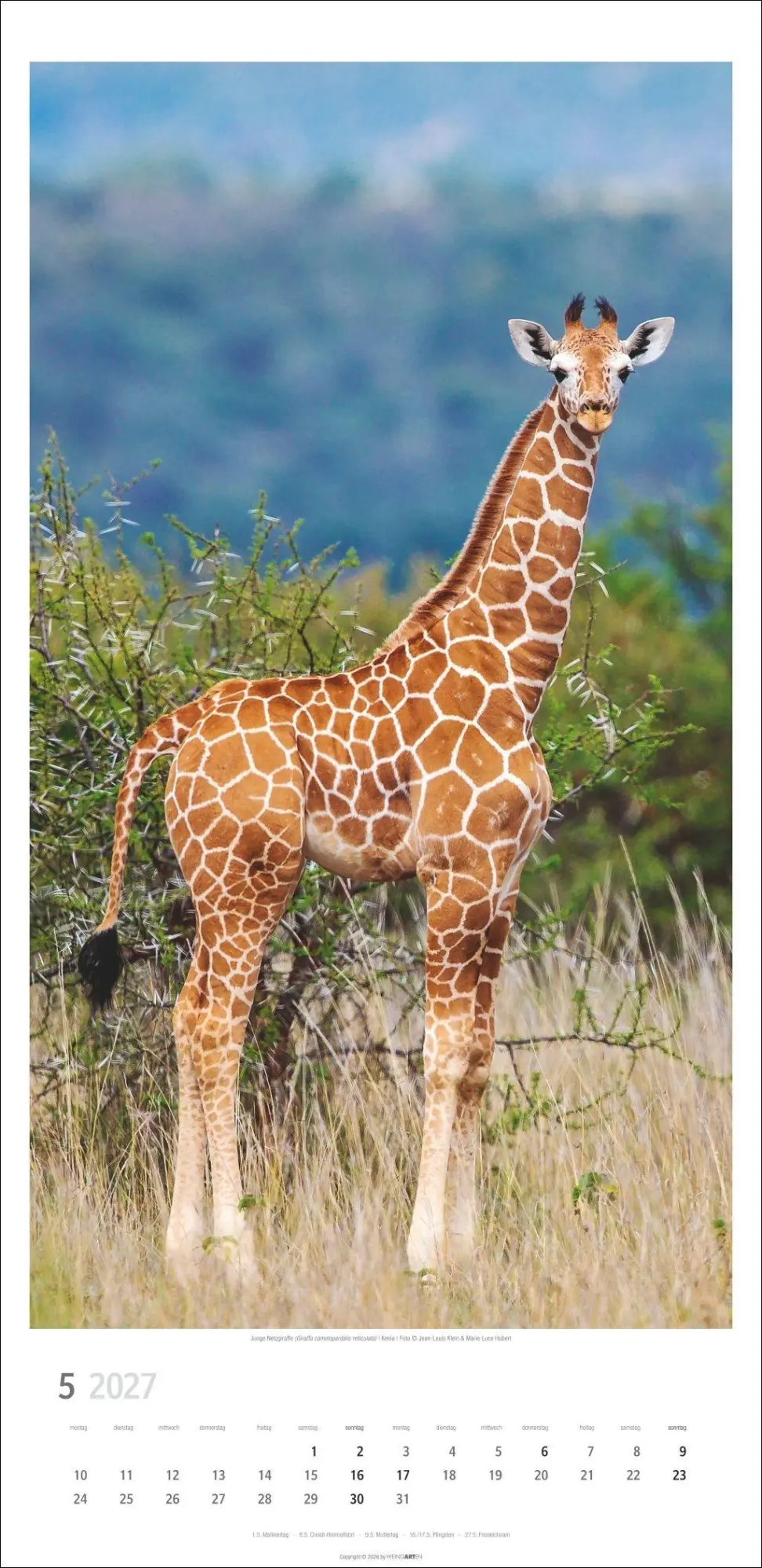 Bild: 9783839903469 | Giraffen Kalender 2027 | Kalender | Tierkalender Weingarten | 14 S.