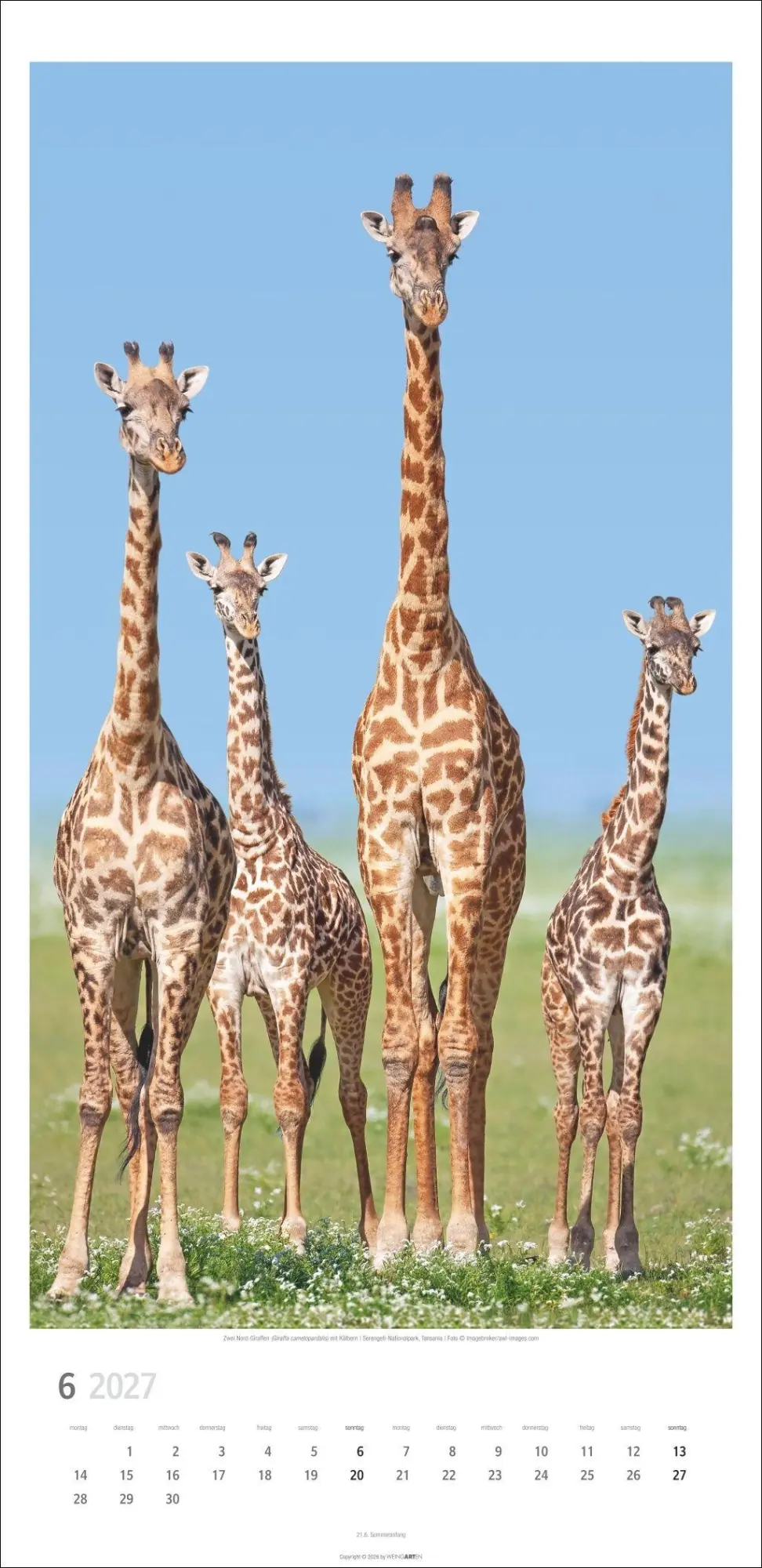 Bild: 9783839903469 | Giraffen Kalender 2027 | Kalender | Tierkalender Weingarten | 14 S.