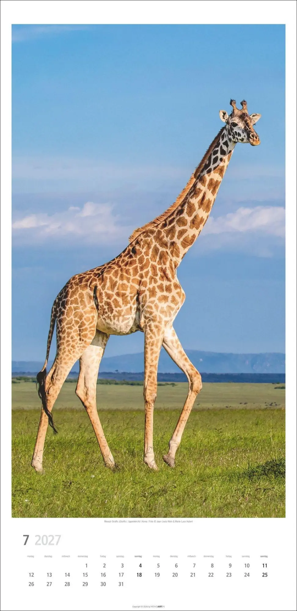 Bild: 9783839903469 | Giraffen Kalender 2027 | Kalender | Tierkalender Weingarten | 14 S.