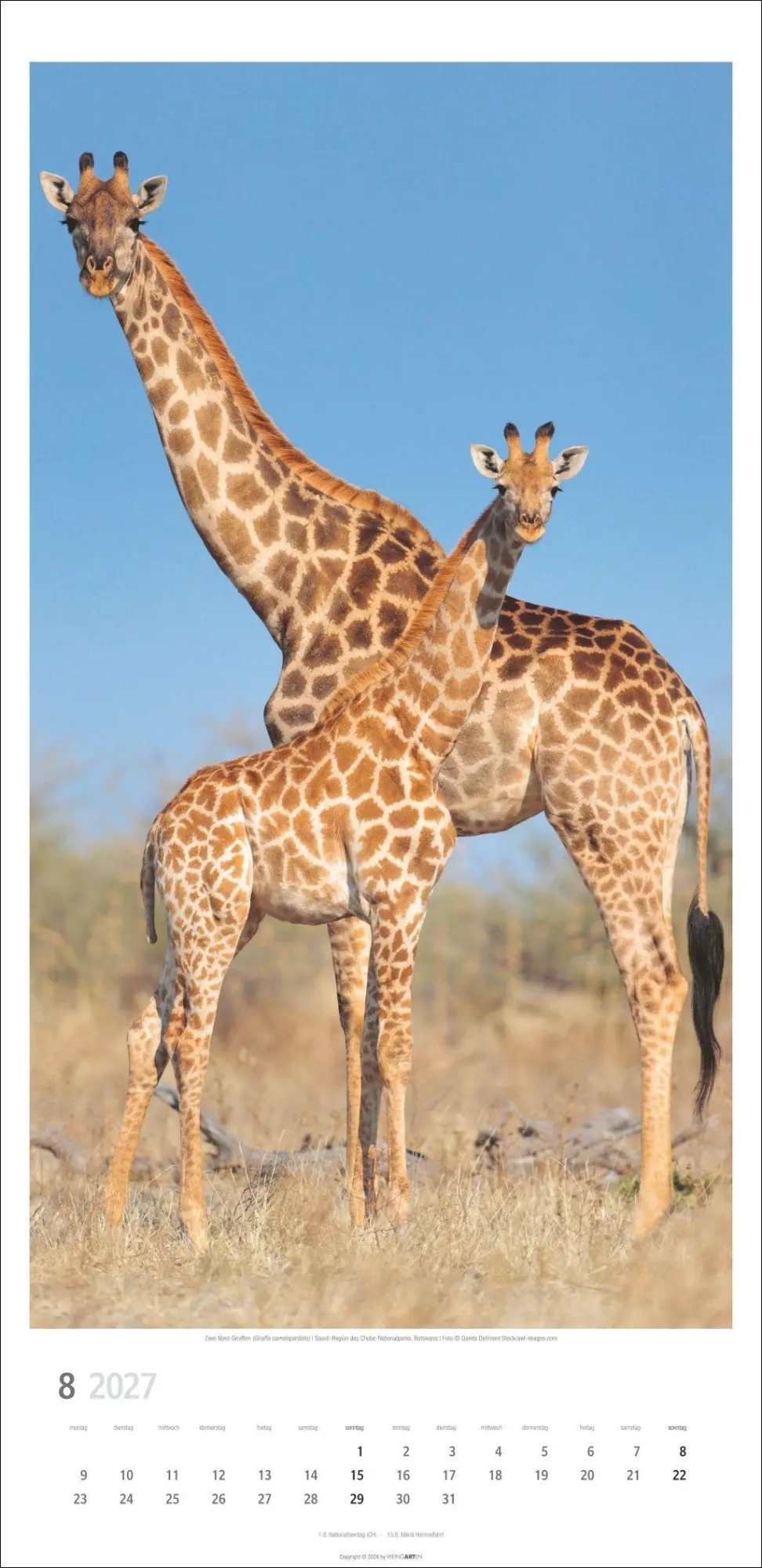 Bild: 9783839903469 | Giraffen Kalender 2027 | Kalender | Tierkalender Weingarten | 14 S.