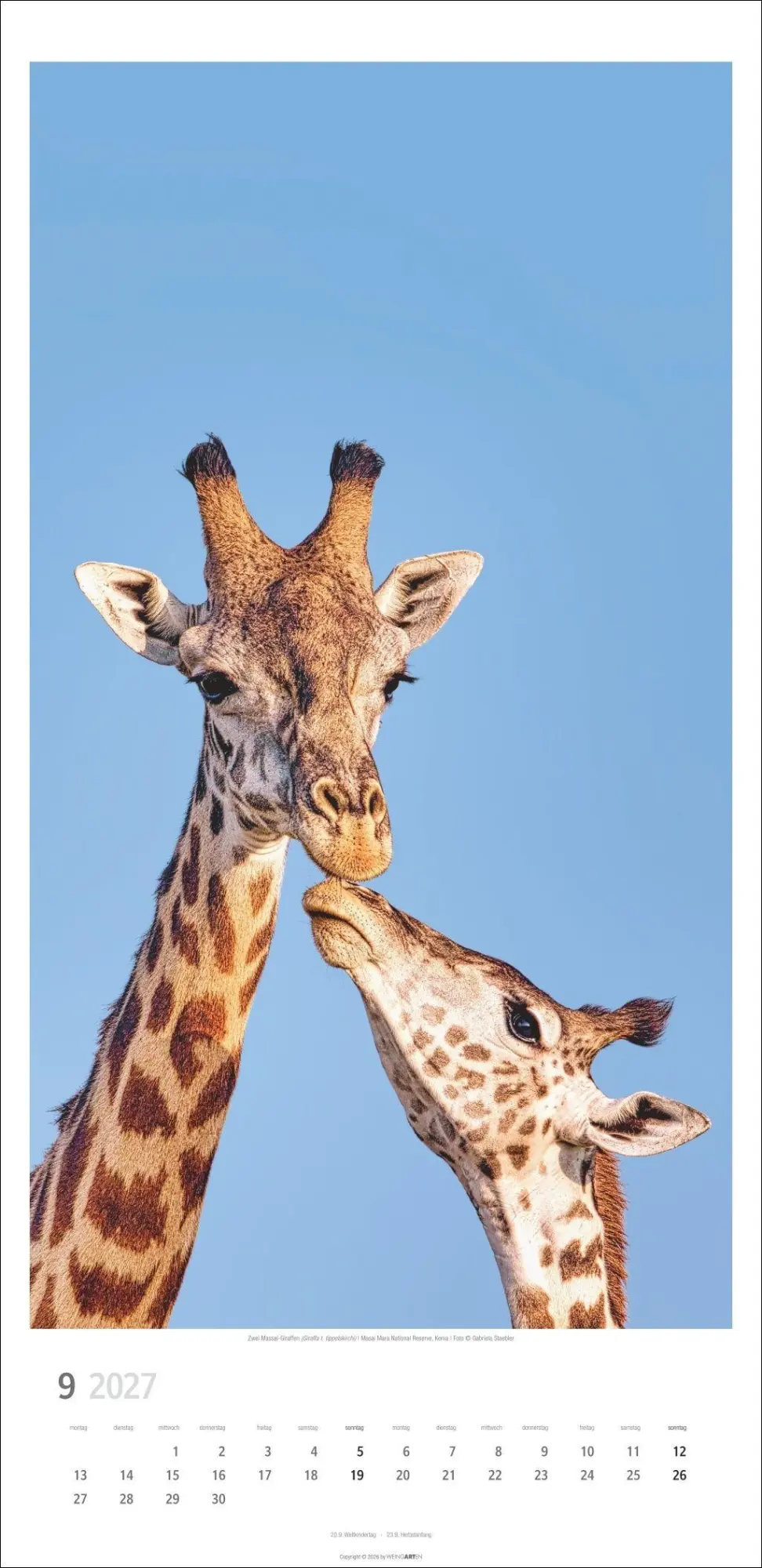 Bild: 9783839903469 | Giraffen Kalender 2027 | Kalender | Tierkalender Weingarten | 14 S.