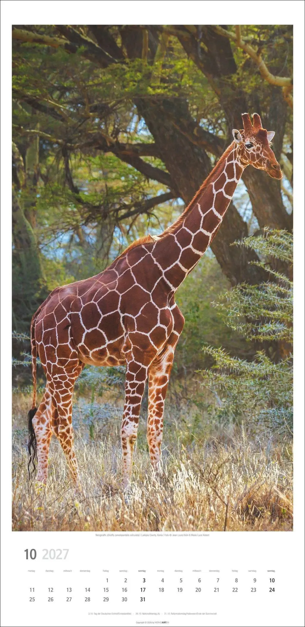 Bild: 9783839903469 | Giraffen Kalender 2027 | Kalender | Tierkalender Weingarten | 14 S.