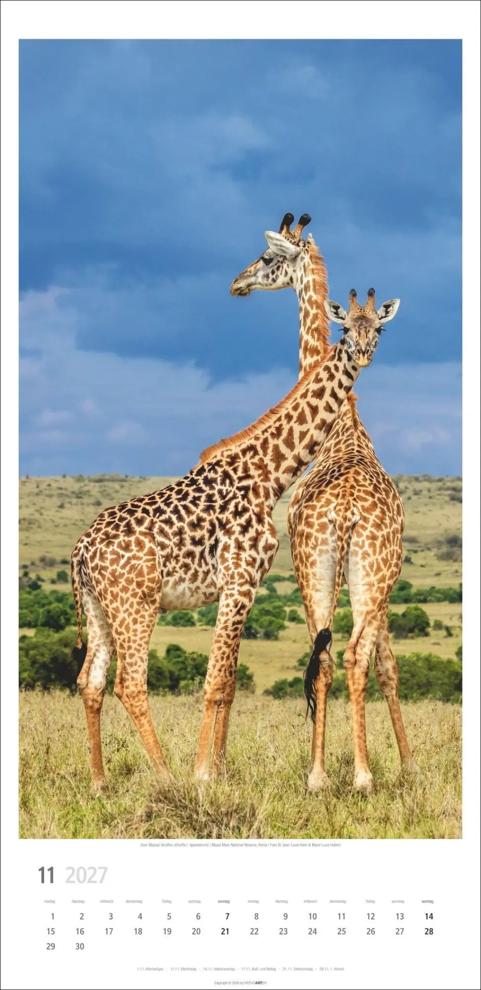 Bild: 9783839903469 | Giraffen Kalender 2027 | Kalender | Tierkalender Weingarten | 14 S.
