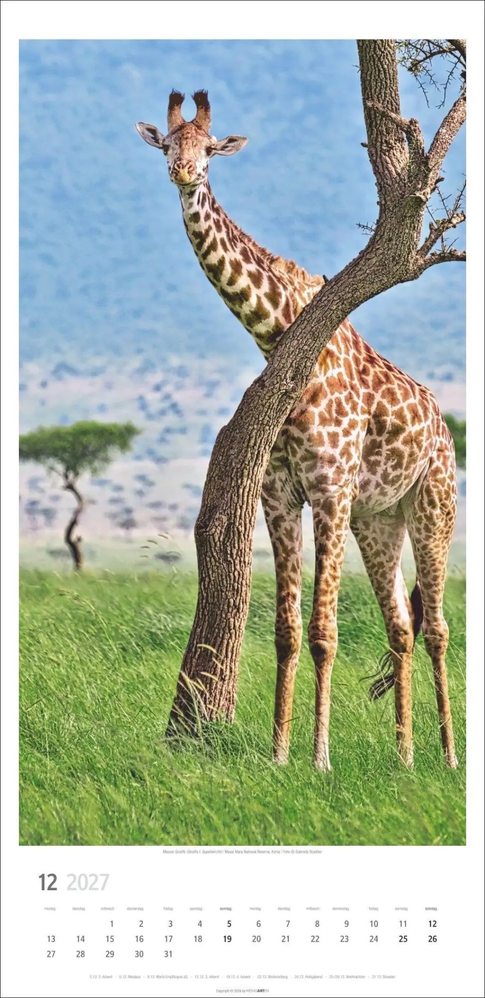 Bild: 9783839903469 | Giraffen Kalender 2027 | Kalender | Tierkalender Weingarten | 14 S.