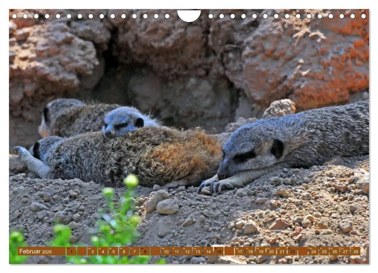 Bild: 9783435593569 | Erdmännchens Kinderstube (Wandkalender 2025 DIN A4 quer), CALVENDO...