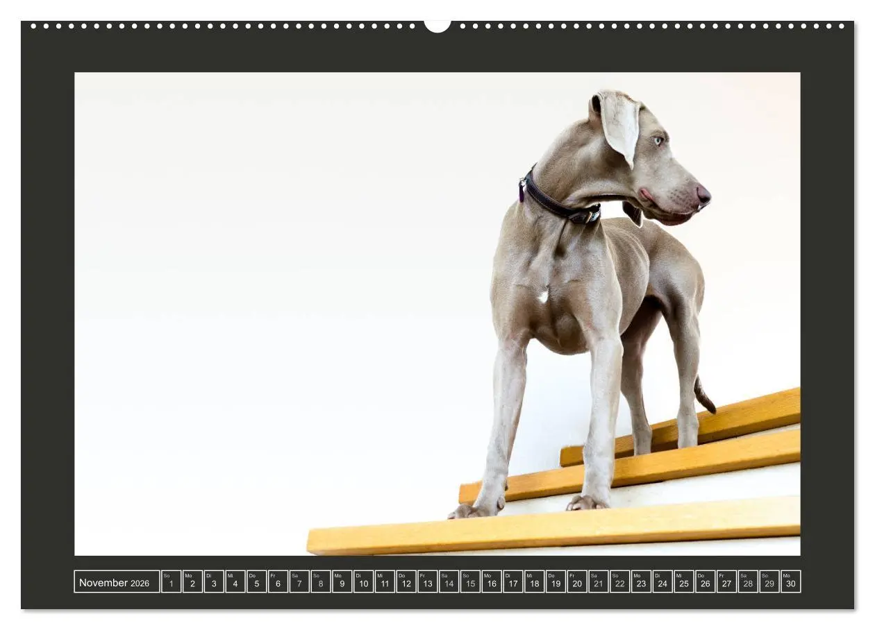 Bild: 9783457733769 | Weimaraner - Ein Welpenjahr (hochwertiger Premium Wandkalender 2026...